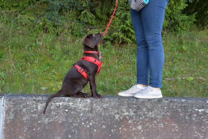 petlando Mesh Comf-YGeschirr